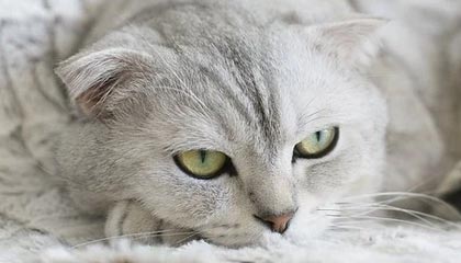 中国九游体育-穿越火线 Snake惊艳首秀 力克强敌晋级，cf可真是太厉害了